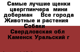 Самые лучшие щенки цвергпинчера (мини доберман) - Все города Животные и растения » Собаки   . Свердловская обл.,Каменск-Уральский г.